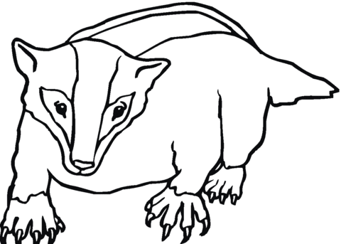 American Badger Coloring Page